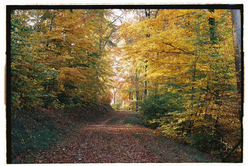 Herbs_claudia_bettinaglio© Herbst buntes Laub